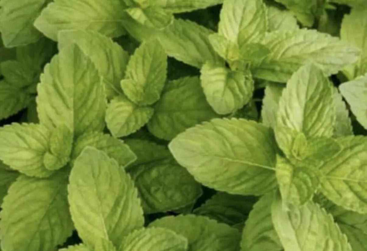 🌿 Dried Mint Leaves (Nana)